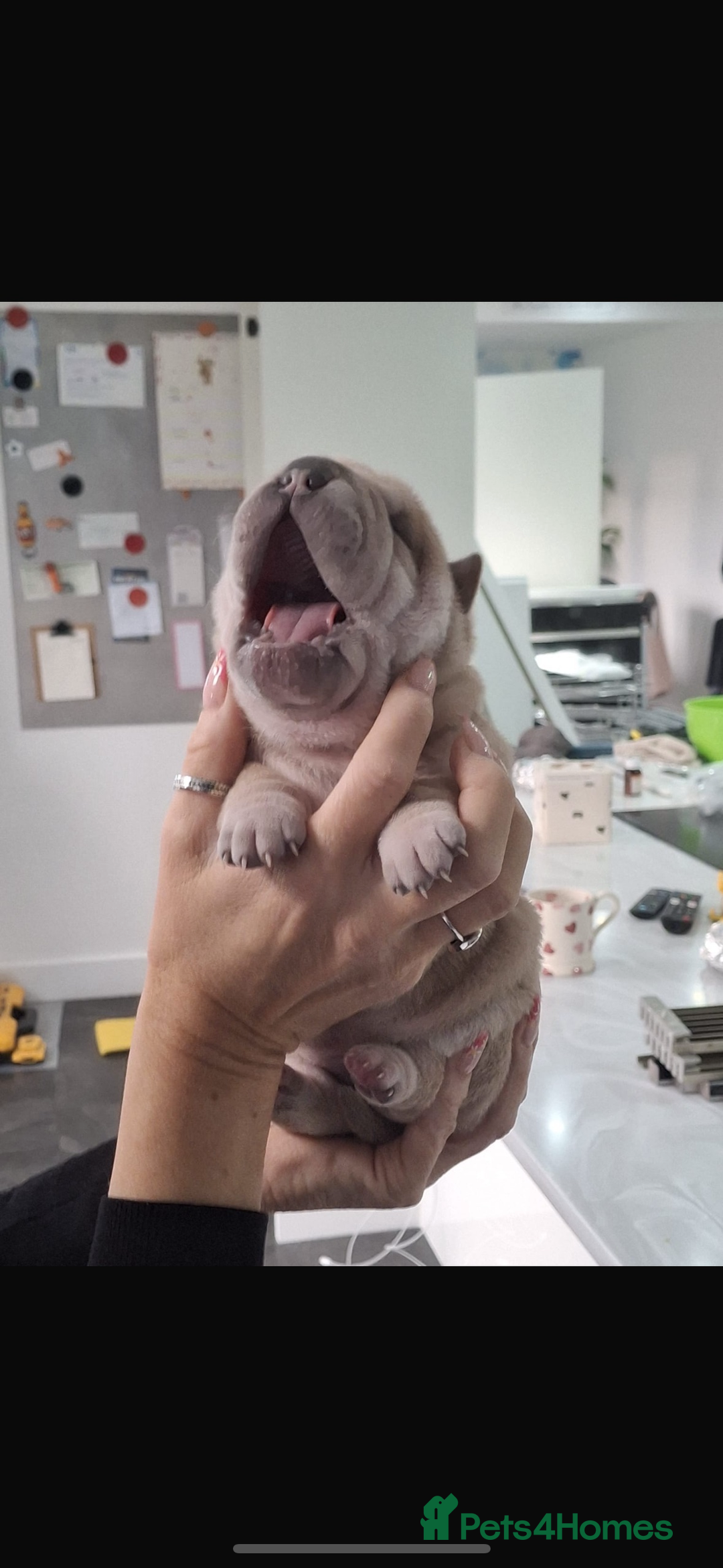 Shar Pei dogs for sale: Shar pei puppies  - Advert 3