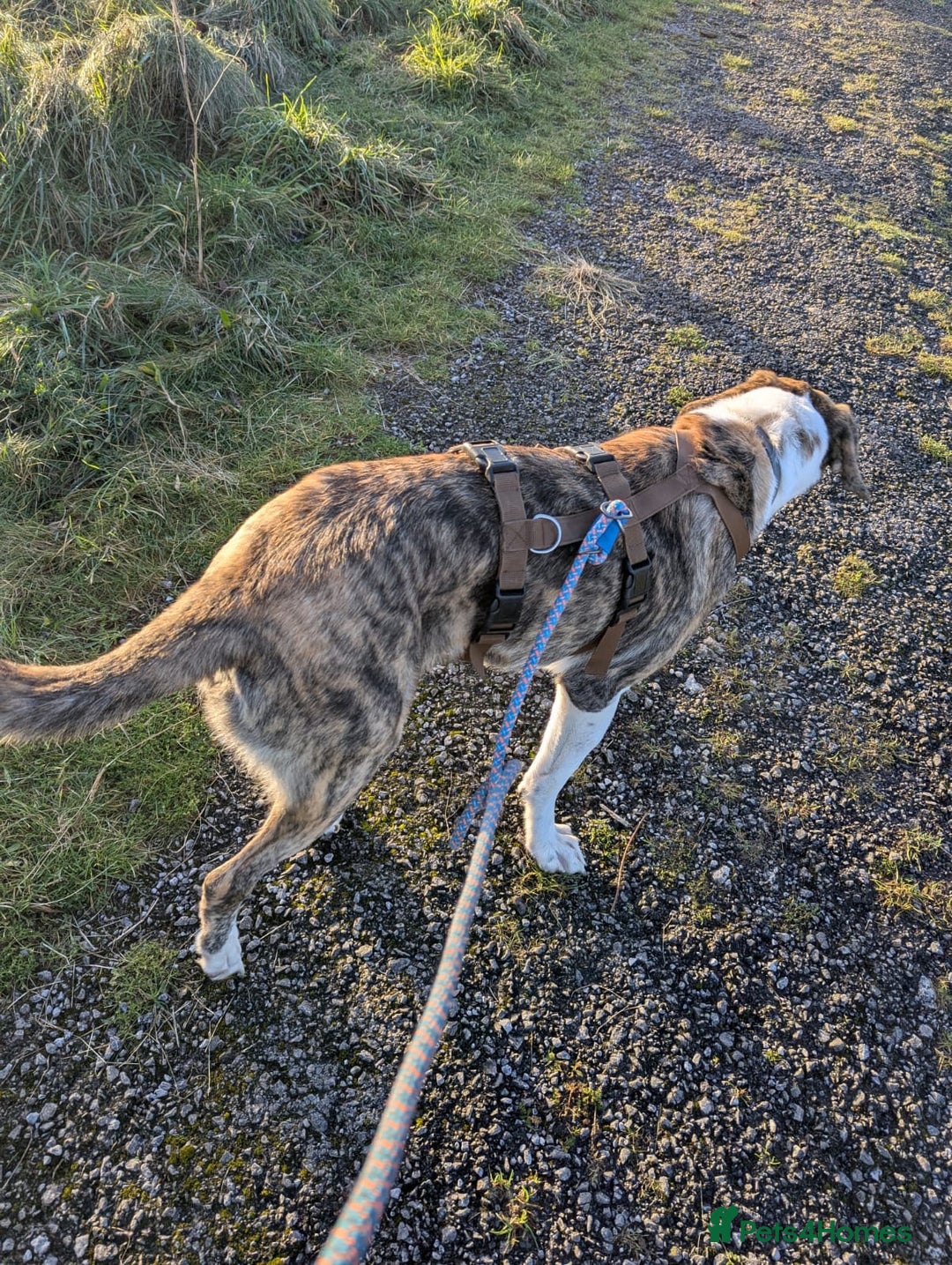 Mixed Breed dogs for adoption: Urgent Foster Home - Advert 7