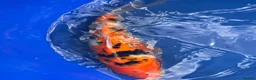 Koi Carp fish for sale: Koi carp - Advert 1