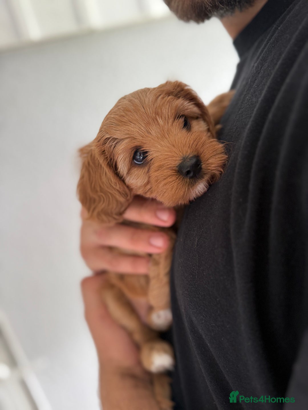 Cavapoo dogs for sale: 6 Beautiful Toy Cavapoo Girls  - Image 12