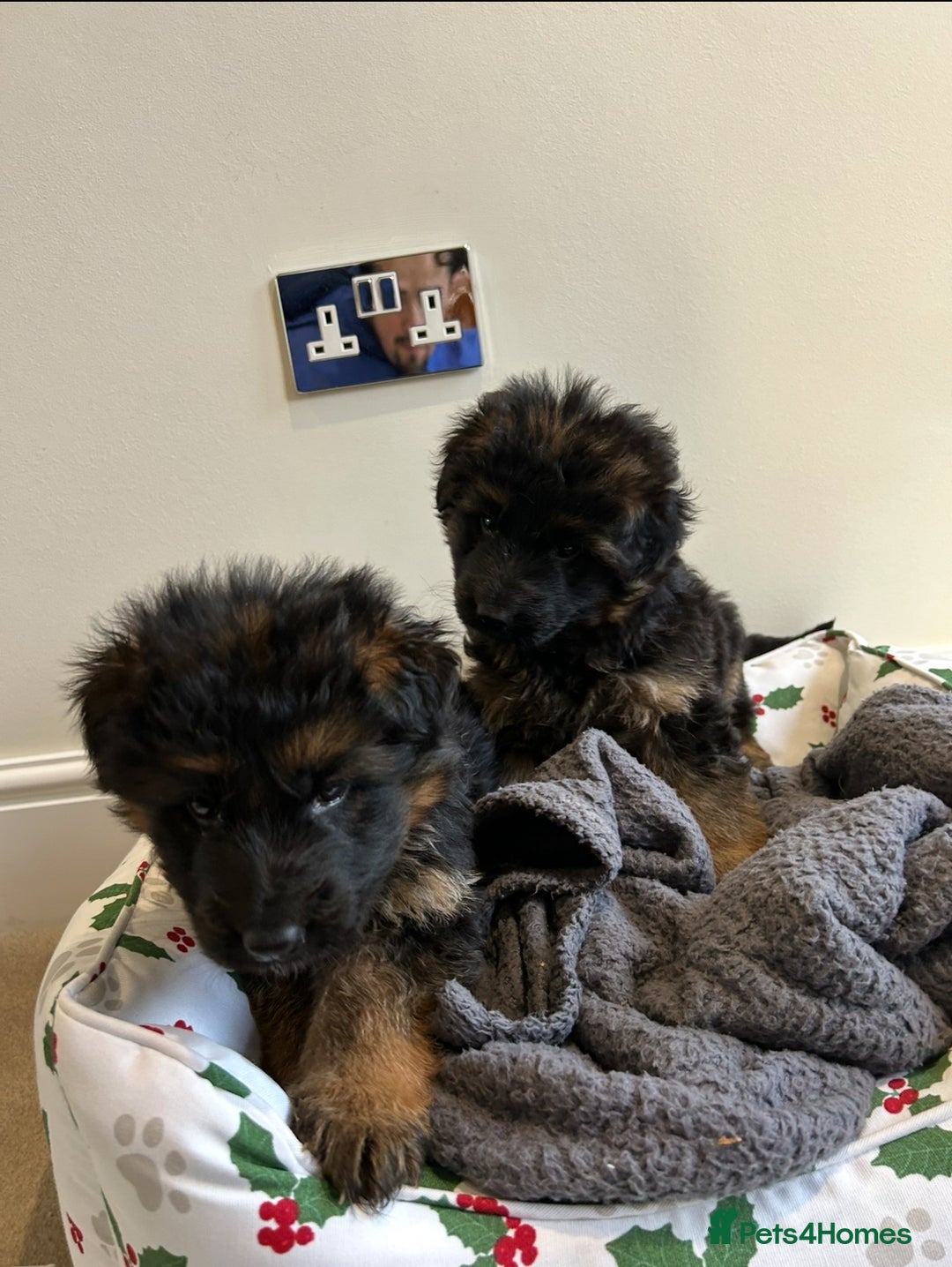 German Shepherd dogs for sale: Premium Pedigree GSD Puppies – Champion Bloodlines - Advert 11