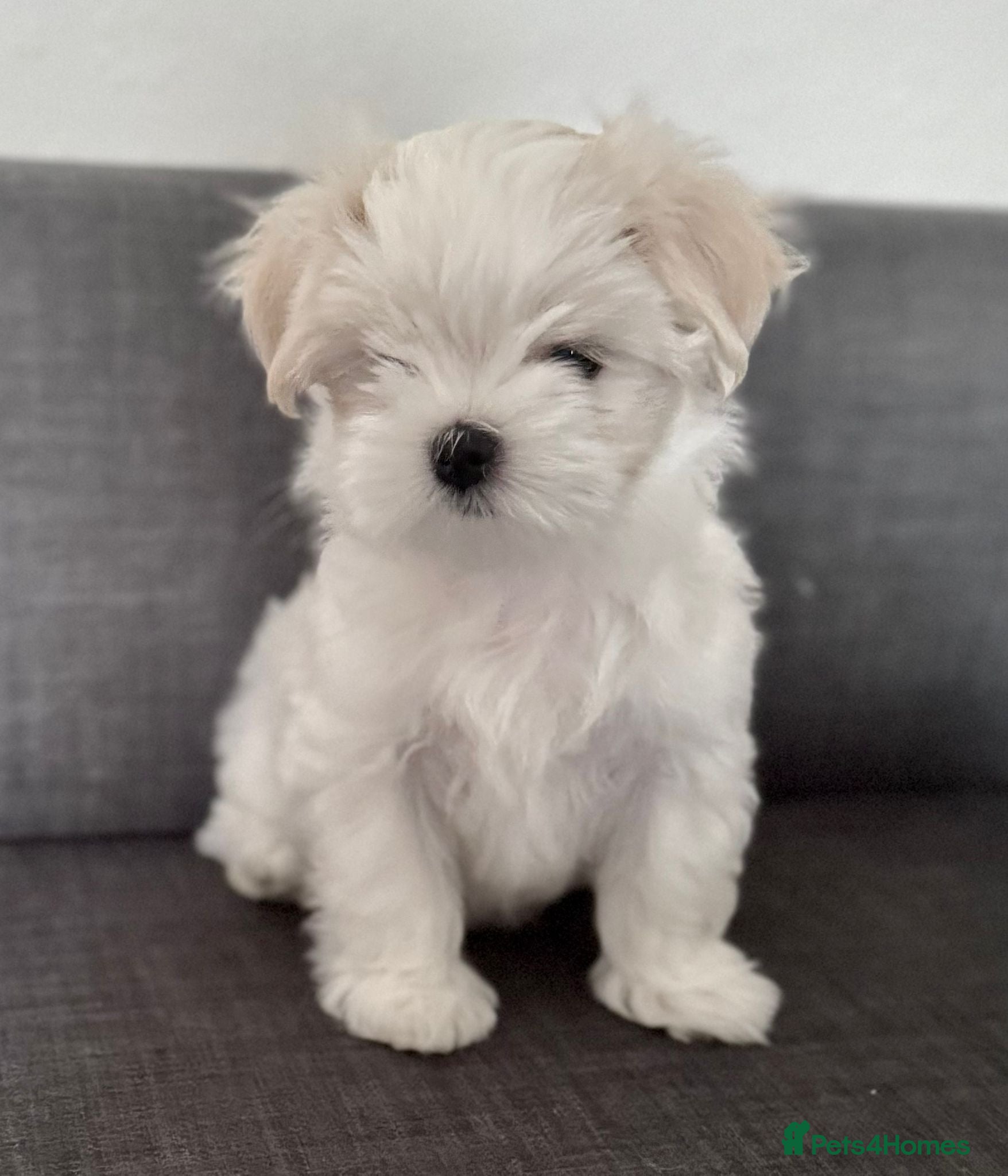 Maltese dogs 🌸 Exceptional KC Registered Maltese girls  🌸 - Advert 6