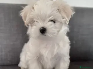 Maltese dogs 🌸 Exceptional KC Registered Maltese girls 🌸 - Advert 15