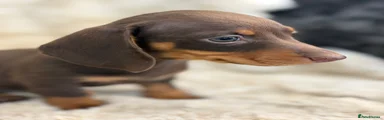 Miniature Dachshund 3