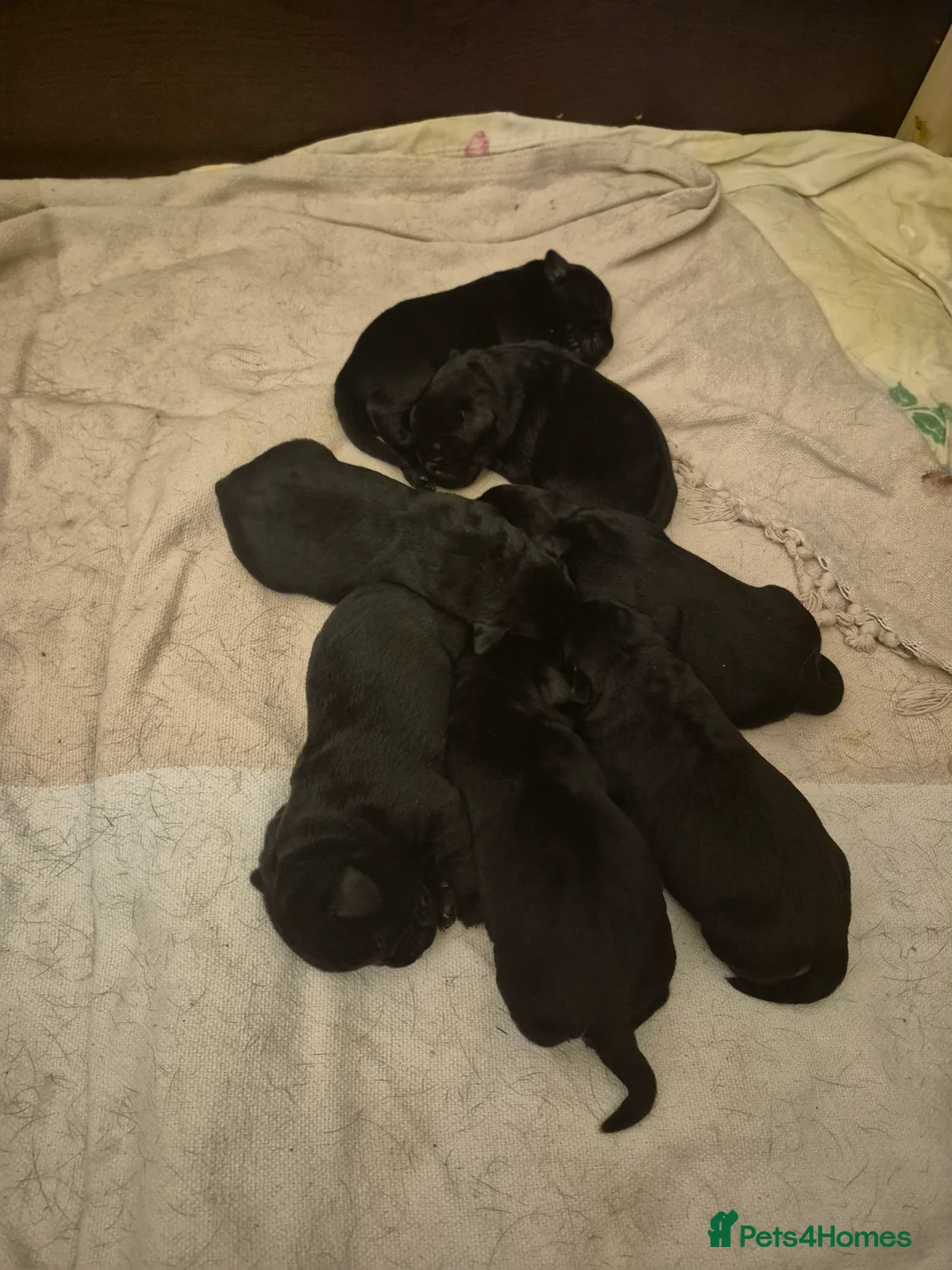 Labrador Retriever dogs for sale: Litter of 7 black labradors - Advert 2