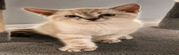Mixed Breed cats for sale: Norvegian forest cross kittens - Advert 6