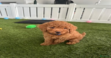 Cockapoo dogs - Advert 10