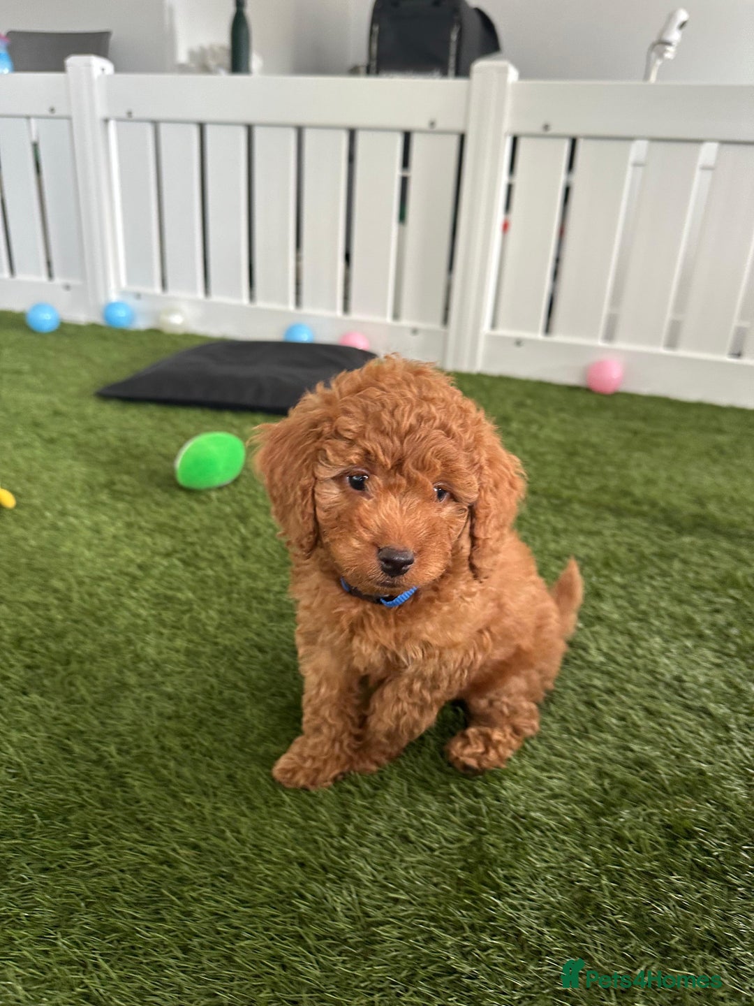Cockapoo dogs for sale: Beautiful Health clear Cockapoos - Image 4