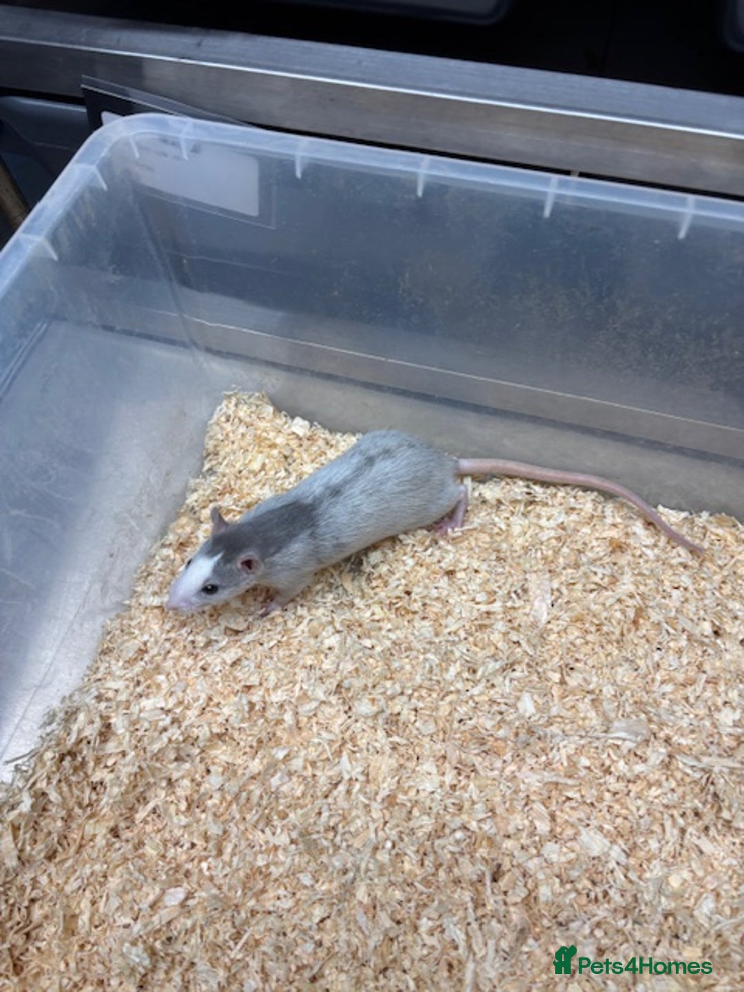 Rat rodents for sale: Male & female rats for sale - Advert 2