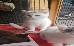 Mixed Breed cats for sale:  🐾 Adorable Kittens Ready for Loving Homes 🐾 - Image 8