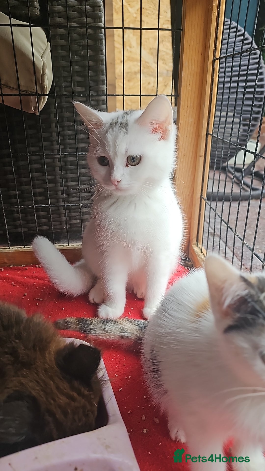Mixed Breed cats for sale:  🐾 Adorable Kittens Ready for Loving Homes 🐾 - Image 8