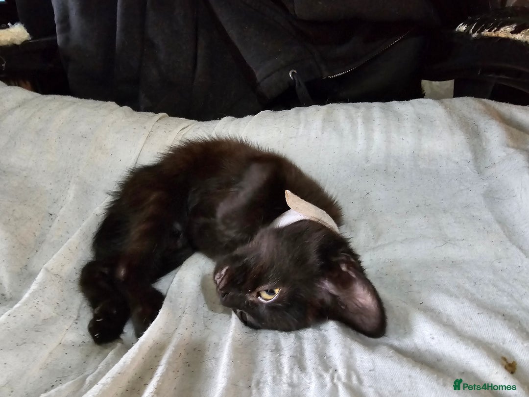 Mixed Breed cats for sale: Adorable black kittens for sale  - Image 36