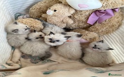 Ragdoll cats for sale: Seal Mitted Ragdoll babies, 4 girls 1 boy - Image 3