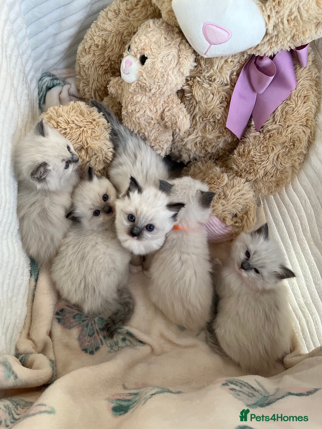 Ragdoll cats for sale: Seal Mitted Ragdoll babies, 4 girls 1 boy - Image 3