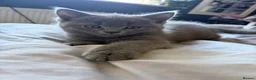 British Shorthair cats for sale: Purrfect British blue X Ragdoll girls ready to go  - Advert 11