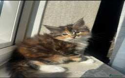 Maine Coon cats for sale: 1 BLACK SMOKE BOY 1 TORTIE GIRL MAINE COON KITTENS - Image 25