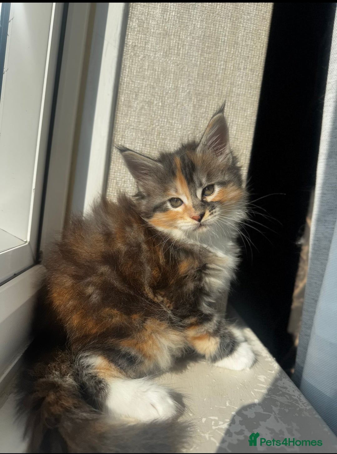 Maine Coon cats for sale: 1 BLACK SMOKE BOY 1 TORTIE GIRL MAINE COON KITTENS - Image 25