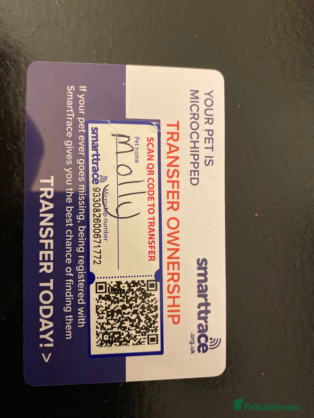 Mixed Breed dogs for sale: Old English bulldog puppy for sale. - Image 13