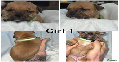 Staffordshire Bull Terrier dogs - Advert 10