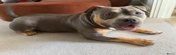American Bully dogs for stud: Hulk–Stunning Pocket Bully STUD|ABKC Registered - Advert 3