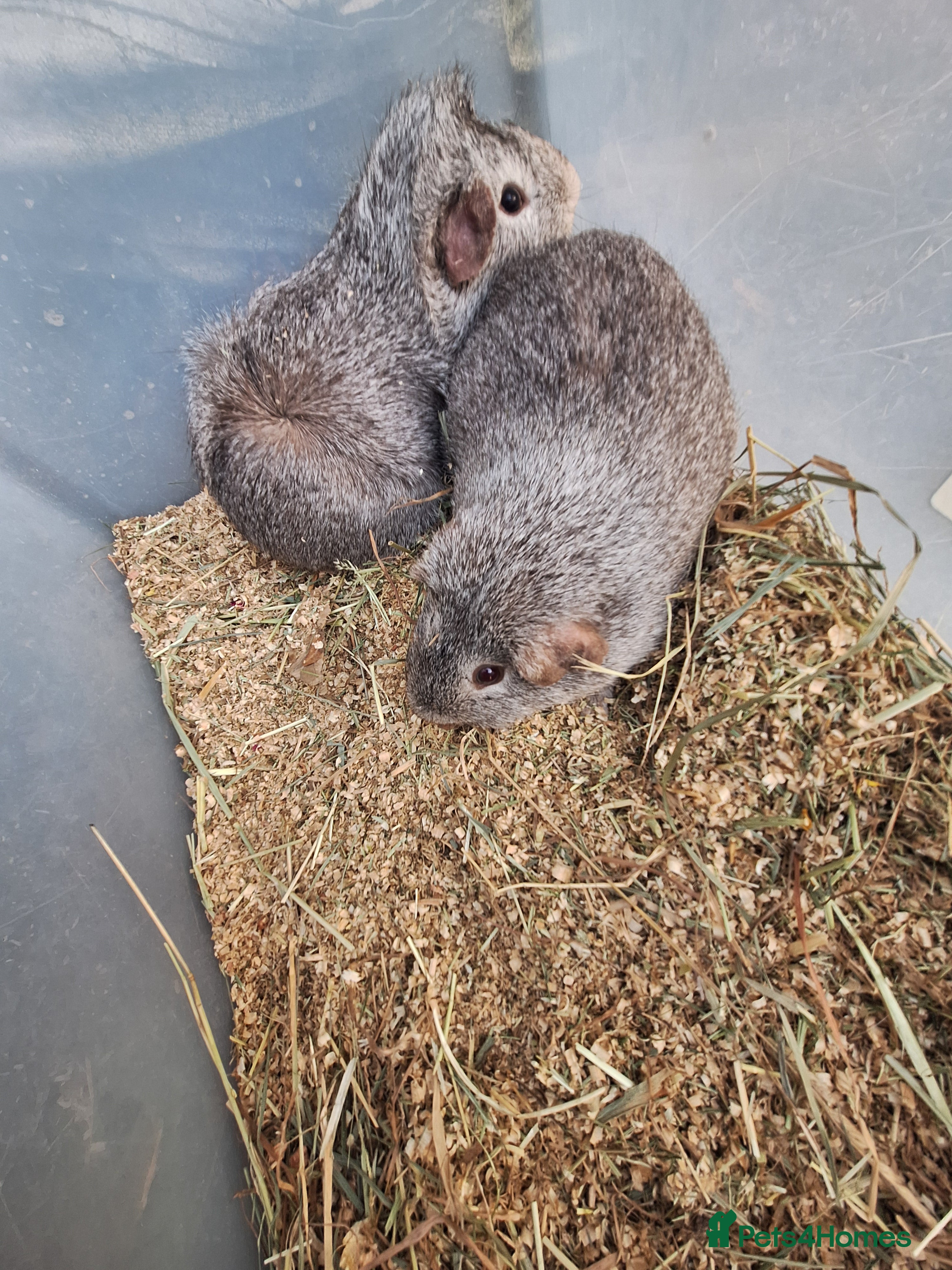 Guinea Pig rodents 2  adult male guinea pigs for sale £40 pair - Advert 9