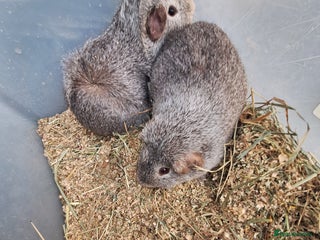 Guinea Pig rodents 2 adult male guinea pigs for sale £40 pair - Advert 5