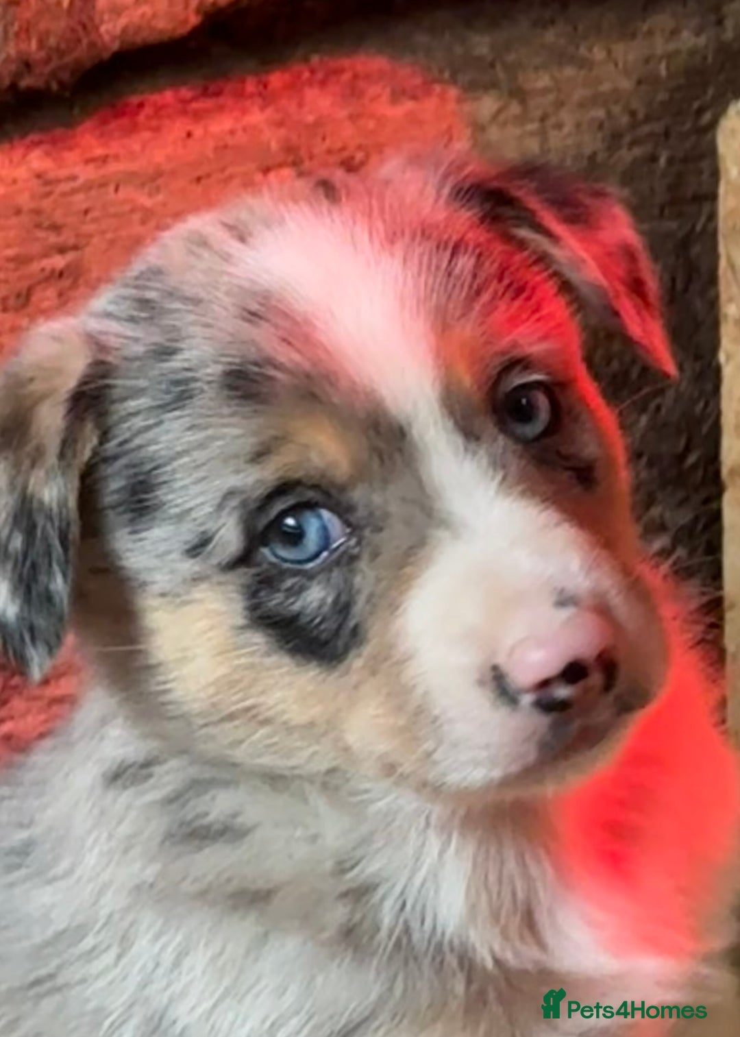 Border Collie dogs for sale: Gorgeous Collie Pups Mum ISDS Reg by Derwen Doug - Advert 7