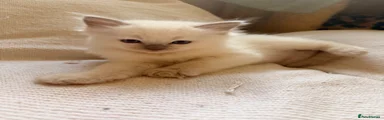 Ragdoll 3