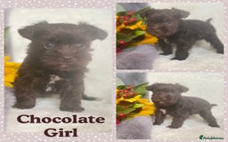 Miniature Schnauzer dogs for sale: Mega Coat Chocolate Parti Mini Schnauzer  - Image 7