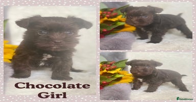 Miniature Schnauzer dogs - Advert 2