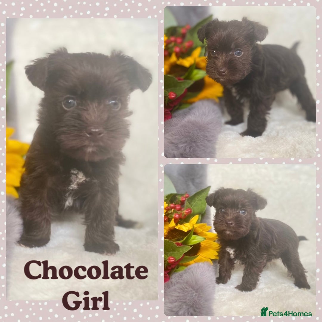 Miniature Schnauzer dogs for sale: Mega Coat Chocolate Parti Mini Schnauzer  - Image 7