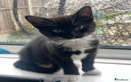 Domestic Shorthair cats for sale: Black and white female kitten for sale  - Advert 2