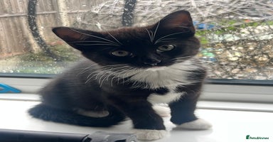 Domestic Shorthair cats Black and white female kitten for sale  - Advert 7