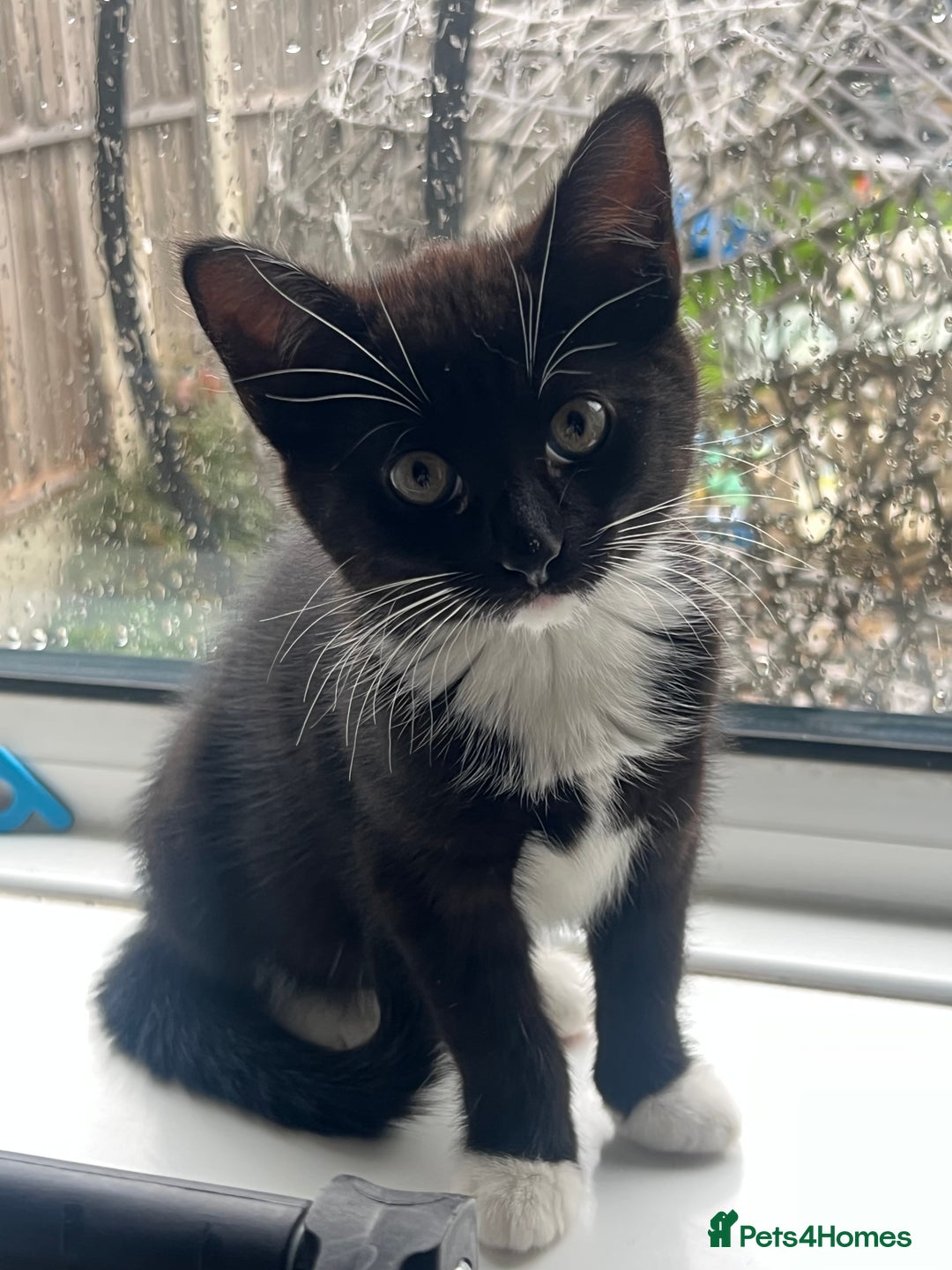 Domestic Shorthair cats for sale: Black and white female kitten for sale  - Advert 2