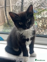 Domestic Shorthair cats Black and white female kitten for sale - Advert 12