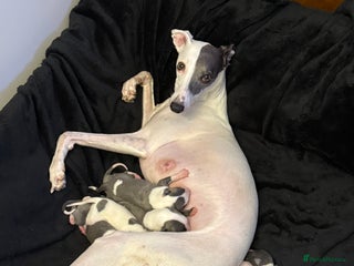 Whippet dogs KC registered Whippet puppies - Advert 6