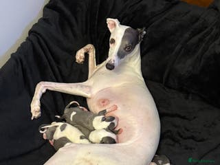 Whippet dogs KC registered Whippet puppies - Advert 7