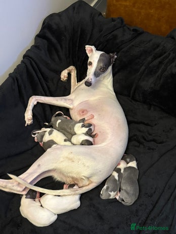Whippet dogs KC registered Whippet puppies - Advert 1