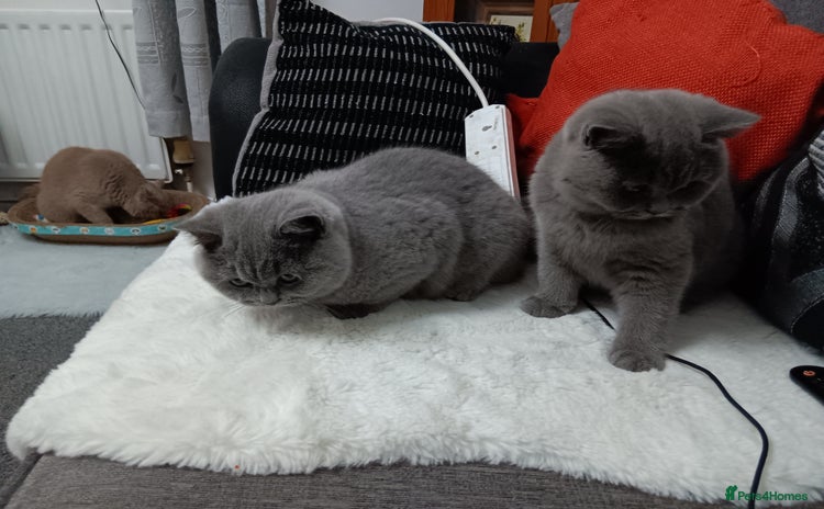 British Shorthair cats - Advert 11