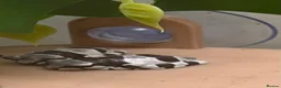 Frog reptiles for sale: Amazon milk frog babies - Advert 6