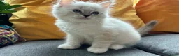 Ragdoll cats for sale: Luxury Blue Point Mitted Ragdoll Kittens - Advert 29