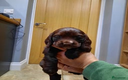 Cocker Spaniel dogs for sale: Cocker Spaniel Puppies - Advert 6