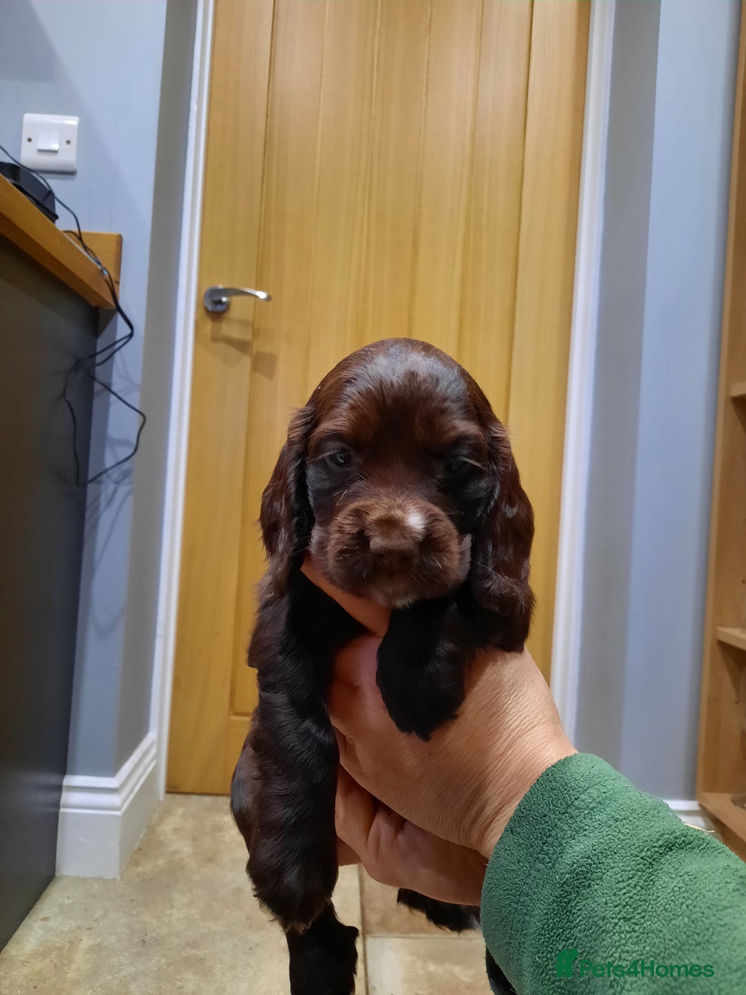 Cocker Spaniel dogs for sale: Cocker Spaniel Puppies - Advert 6