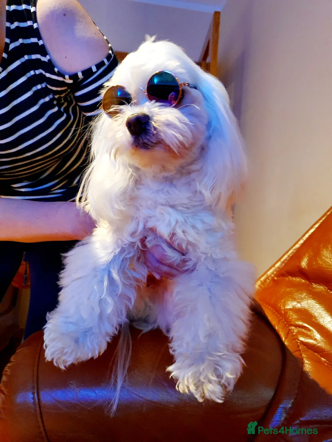 Maltese dogs for stud: KC Reg Korean Maltese for STUD in Sittingbourne - Advert 7