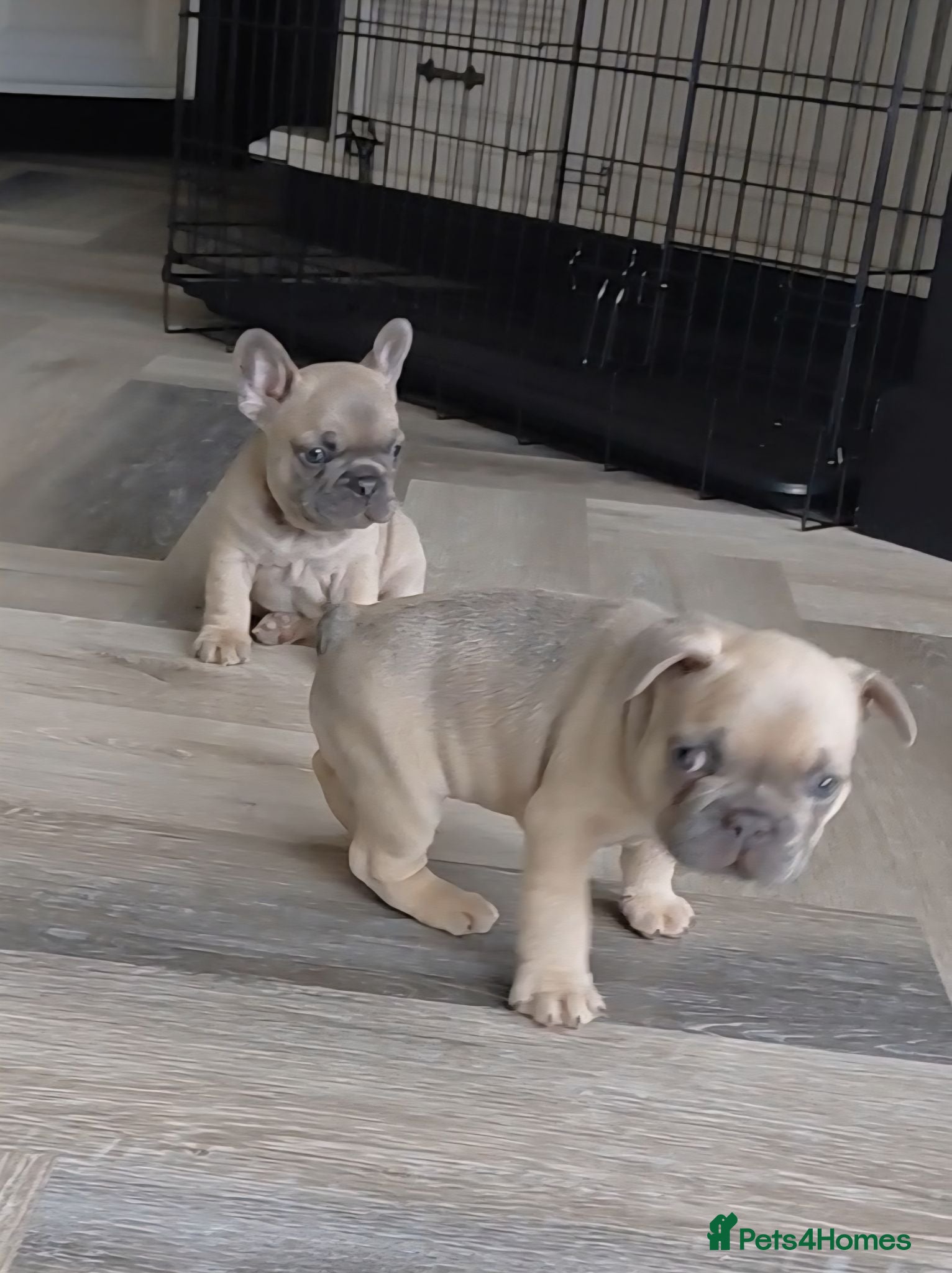 French Bulldog dogs ❤️ Beautiful 5 generation pedigree puppies - Advert 2