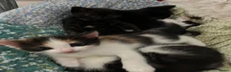 Mixed Breed cats for sale: 4 Gorgeous Ragdoll Cross Kittens - Advert 12