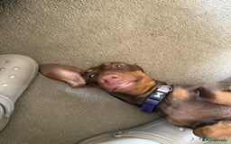 Miniature Dachshund dogs for sale: Smooth haired mini daschund chocolate and tan - Image 7