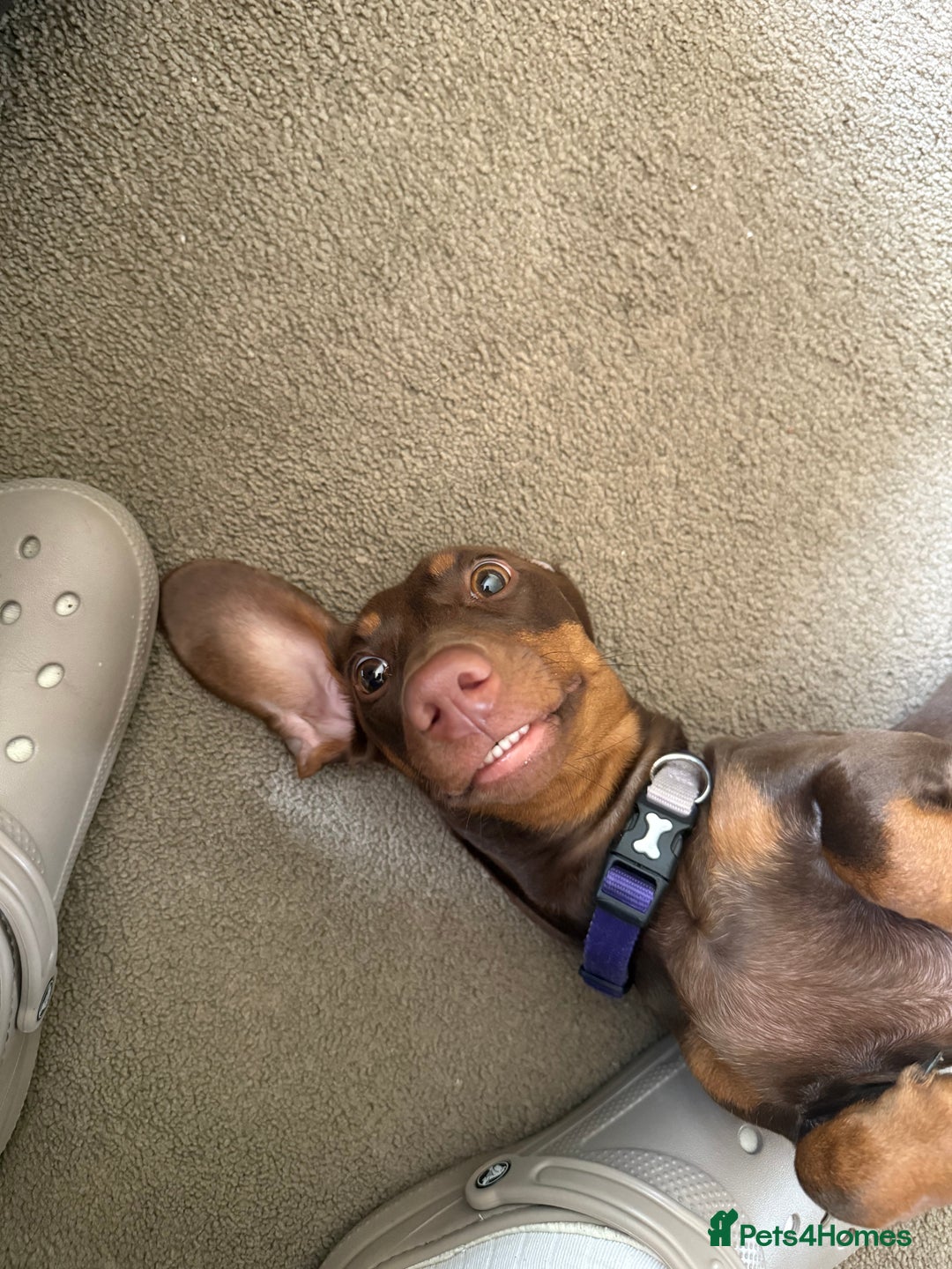 Miniature Dachshund dogs for sale: Smooth haired mini daschund chocolate and tan - Image 7