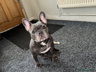 French Bulldog dogs Beautiful blue French bulldog puppies for sale - Advert 4