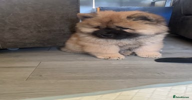 Chow Chow dogs - Advert 4